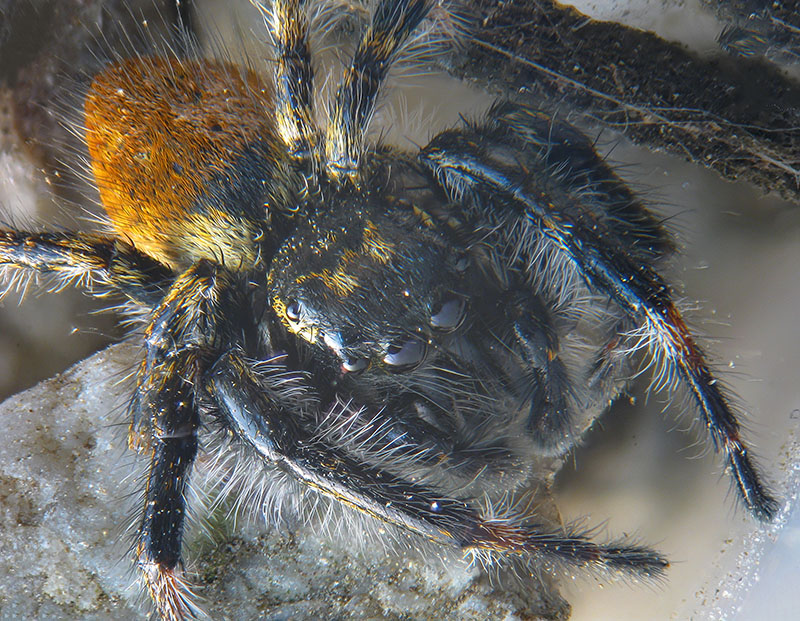 Carrhotus xanthogramma,  maschio - Lagozza di Besnate (VA)